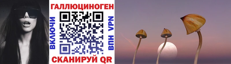 закладки  Талдом  Галлюциногенные грибы MAGIC MUSHROOMS 